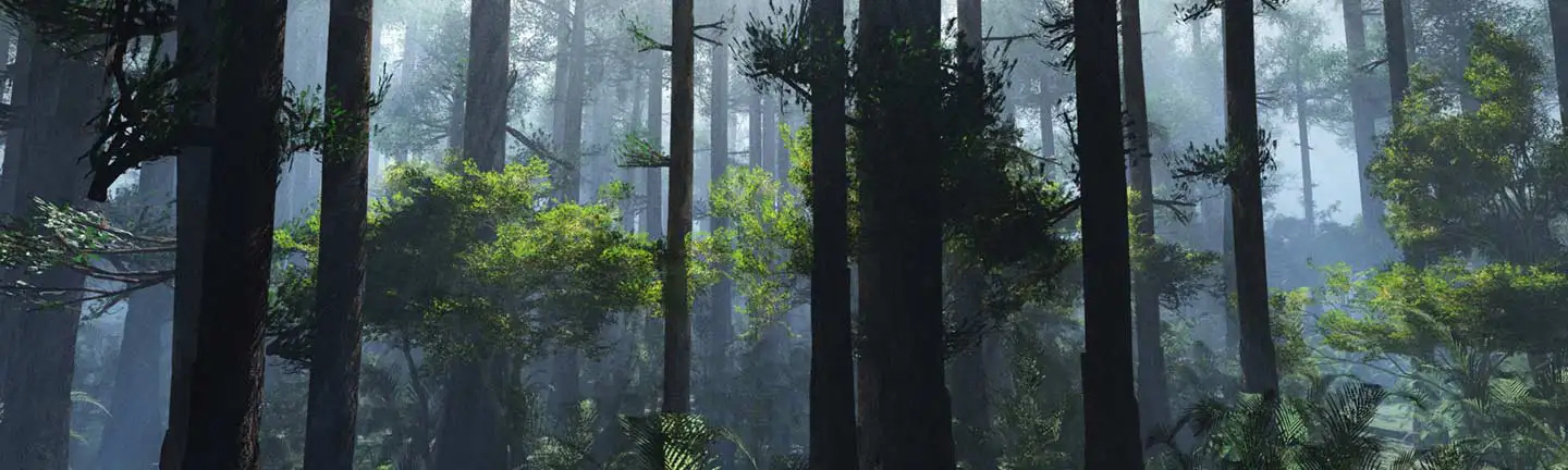 Wald am Morgen im Nebel, durch den die ersten Sonnenstrahlen scheinen.