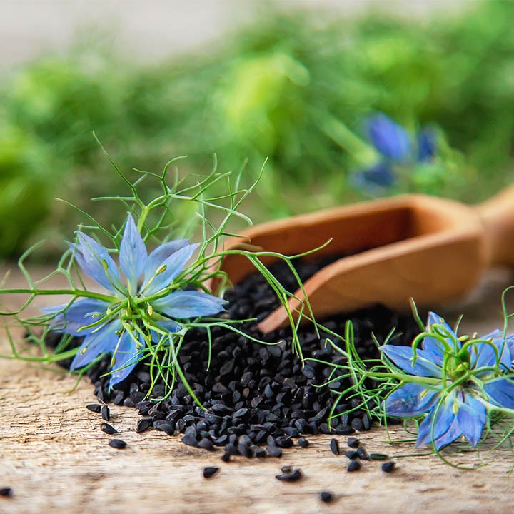 Auf einer Platte liegen die Blüten und Samen der Schwarzkümmelpflanze.
