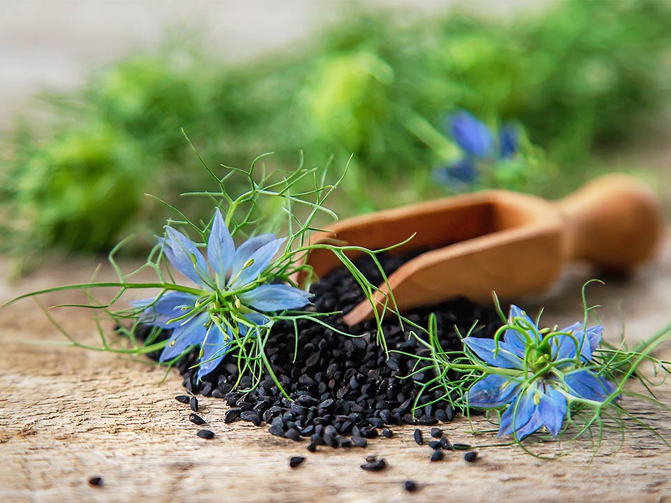 Auf einer Platte liegen die Blüten und Samen der Schwarzkümmelpflanze.